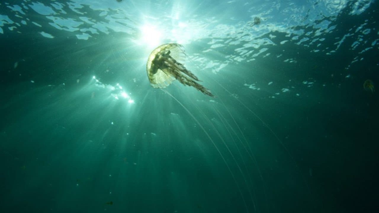 Sea Fever still 6