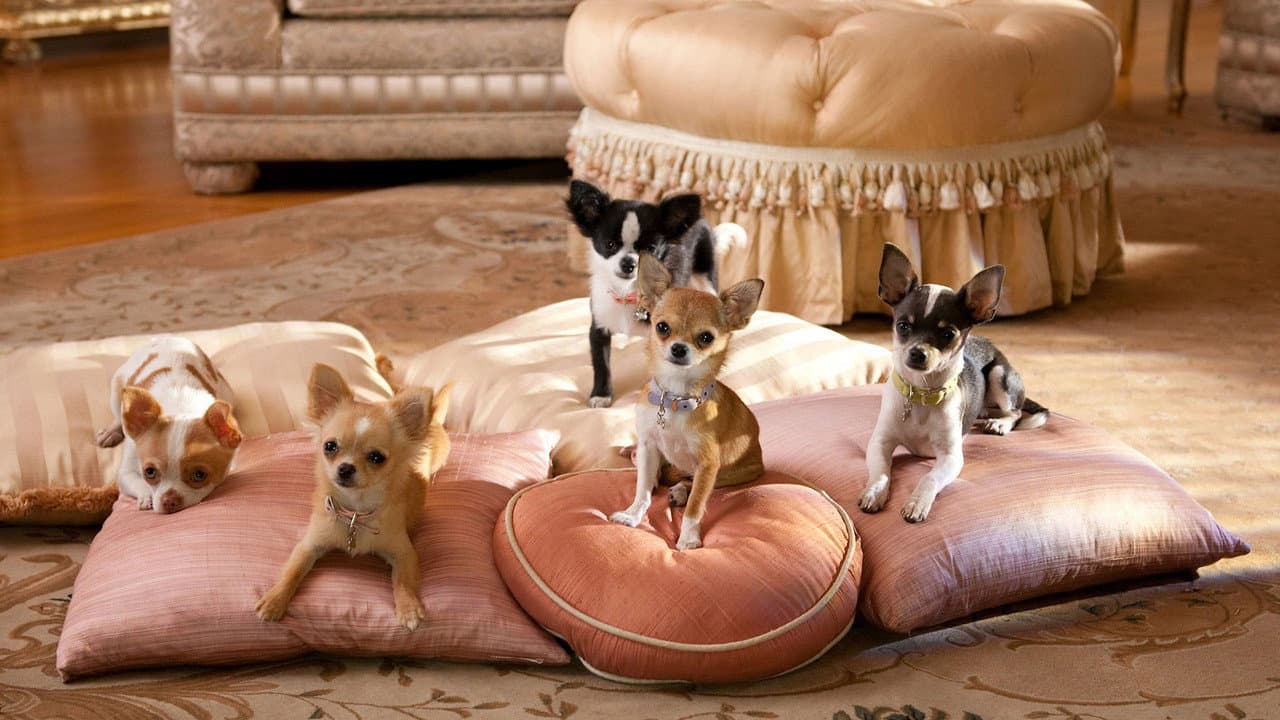 Beverly Hills Chihuahua 2 still 7