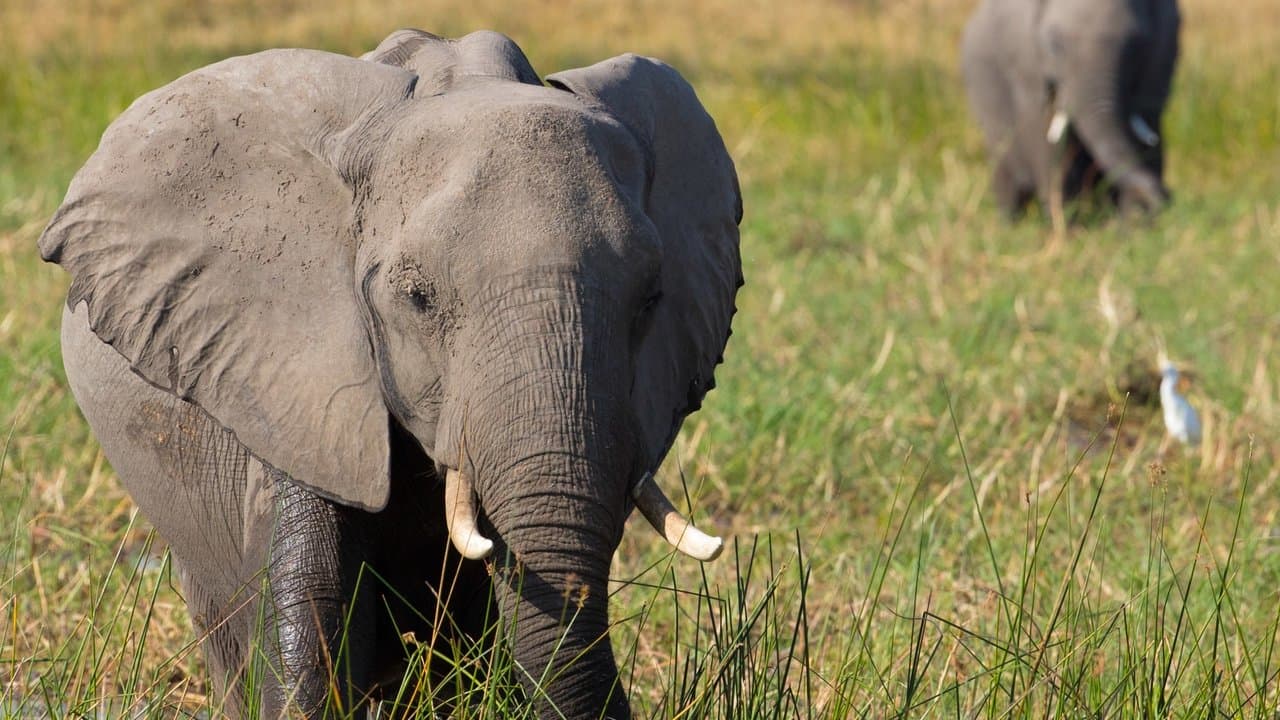Elephant still 4