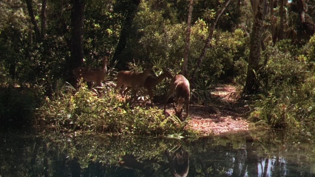 The Yearling still 6