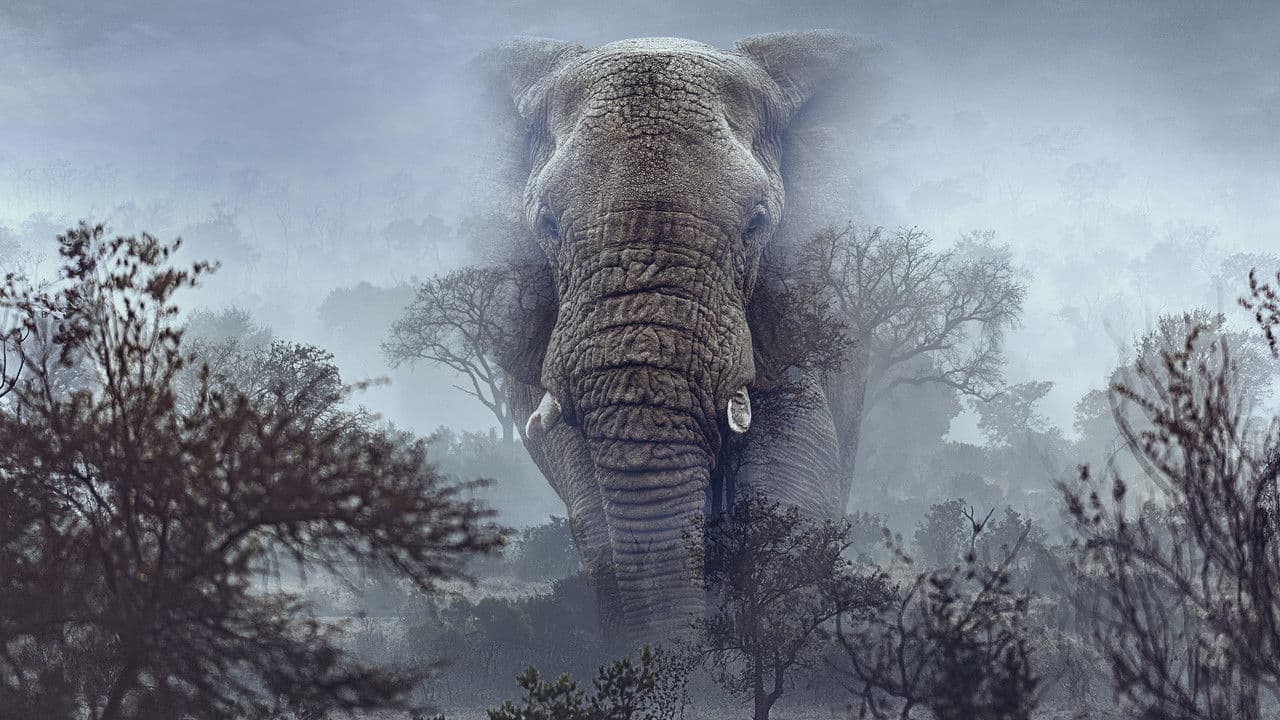 Ghost Elephants still 3