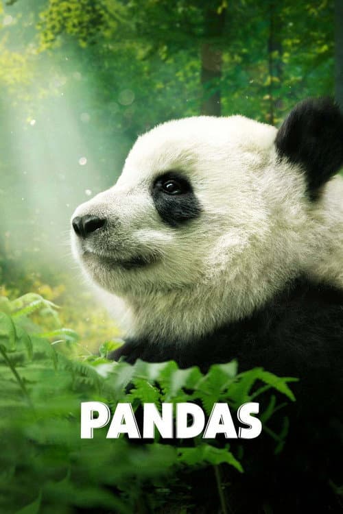 Pandas still 6
